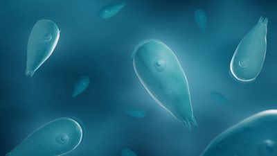 Naegleria Getty Images 1356995459
