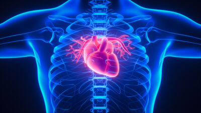 Heart anatomy Getty Images 1285488837