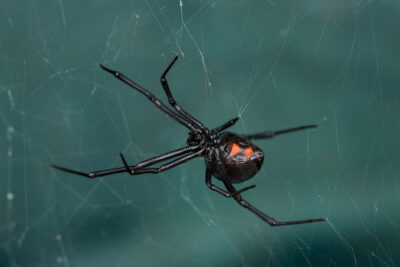 Black widow spider Getty Images 481289265