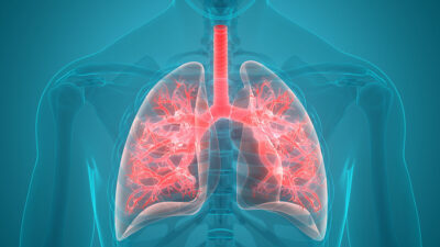 Lungs anatomy Getty Images 1086605528