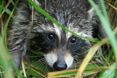 Raccoon Getty Images 139673149