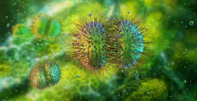 Neisseria meningitidis bacteria Getty Images 2186951165