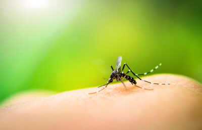 Mosquito borne diseases Getty Images 499204926