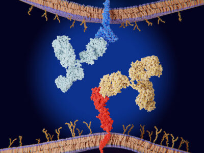 Immune checkpoint inhibitors Getty Images 1407321195