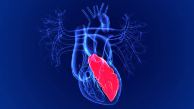 Left ventricle illustration Getty Images 1263633091
