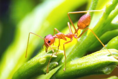 Fire ant Getty Images 491988942