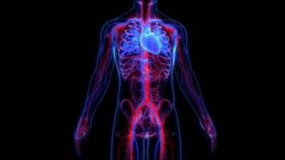 Aorta and circulatory illustration Getty Images 1326645815