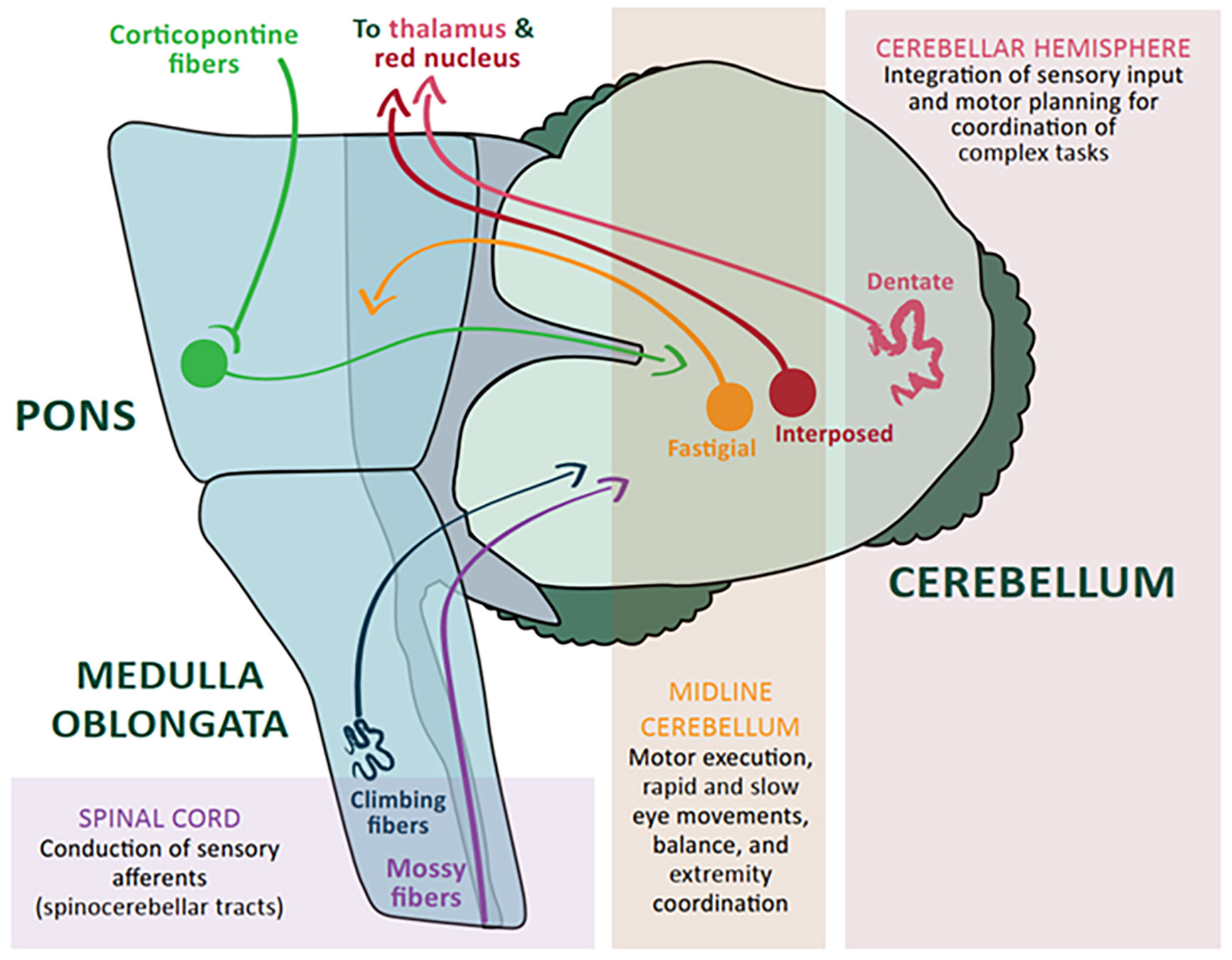 Motor signs and symptoms and tests in cerebellar disease | Download Table
